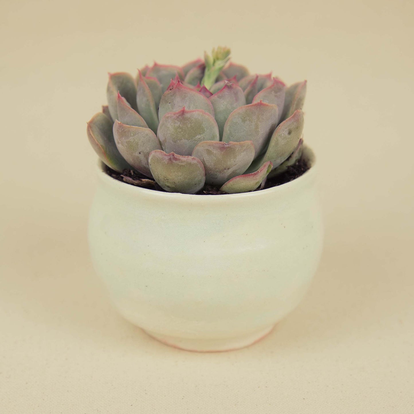 Plant Pot 4